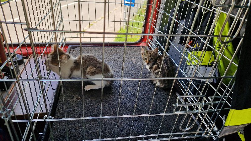 Gleich zwei Tierrettungen (Bild 3)